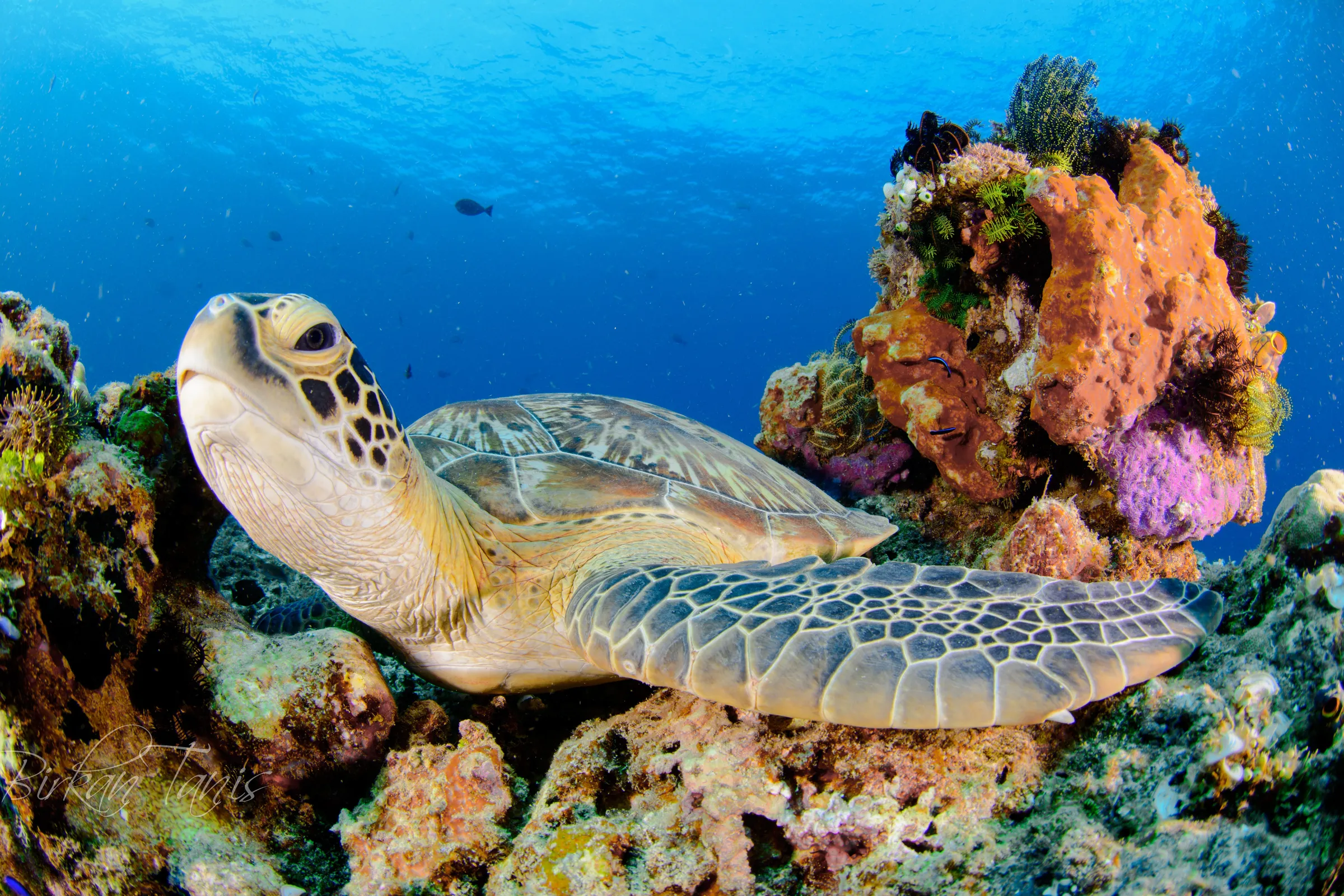 Turtle resting on the reef