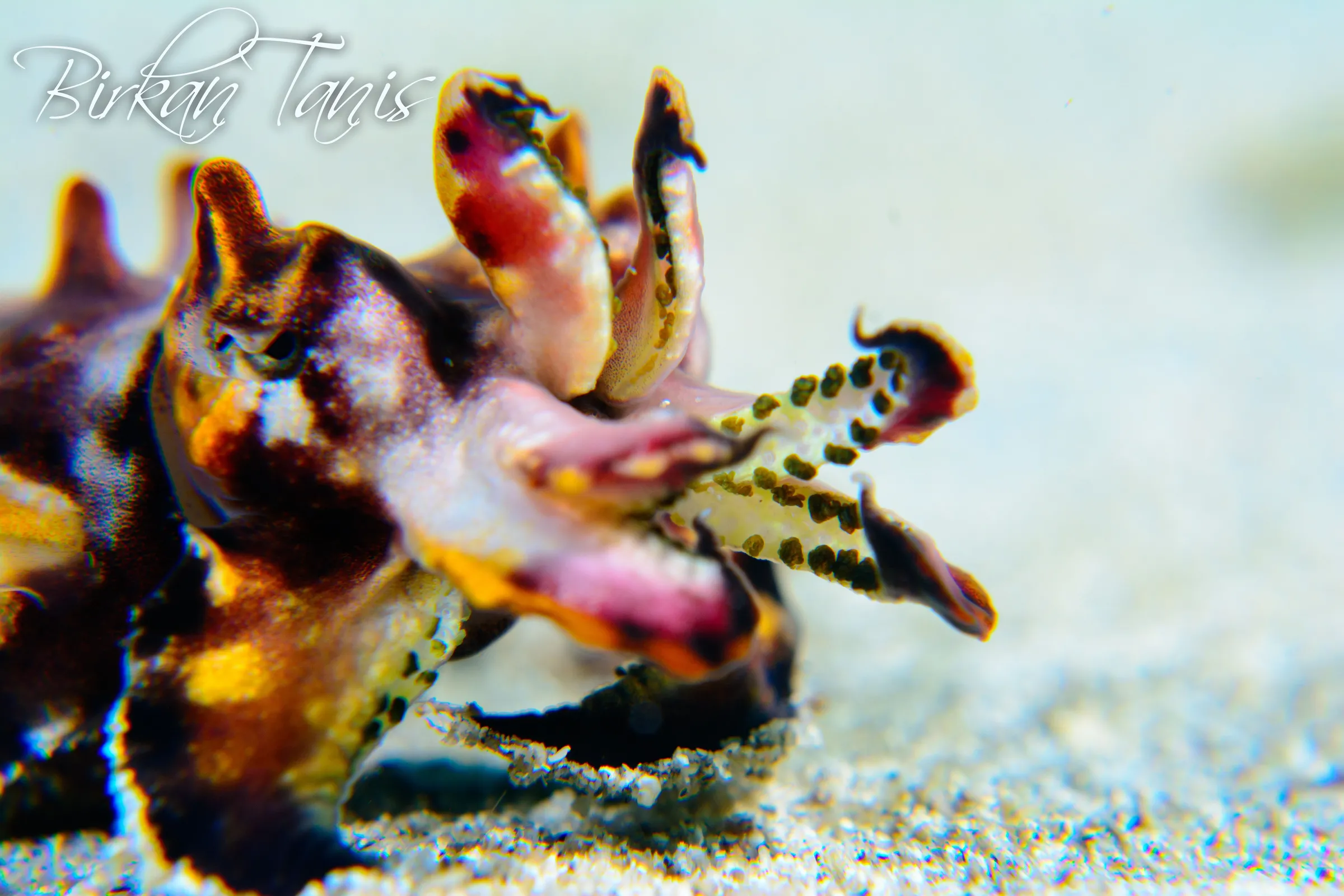 Flamboyant cuttle fish
