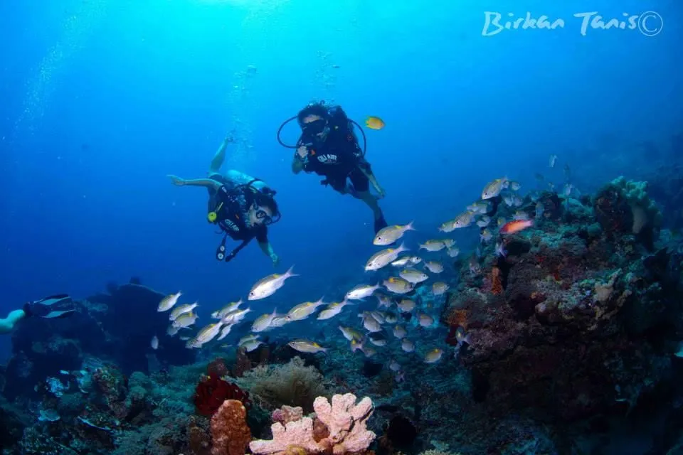 Diver and school of fish