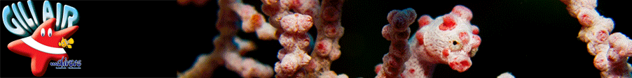 Original animated Gili Air Divers banner — GILI AIR text with diver illustration and a pygmy seahorse photograph